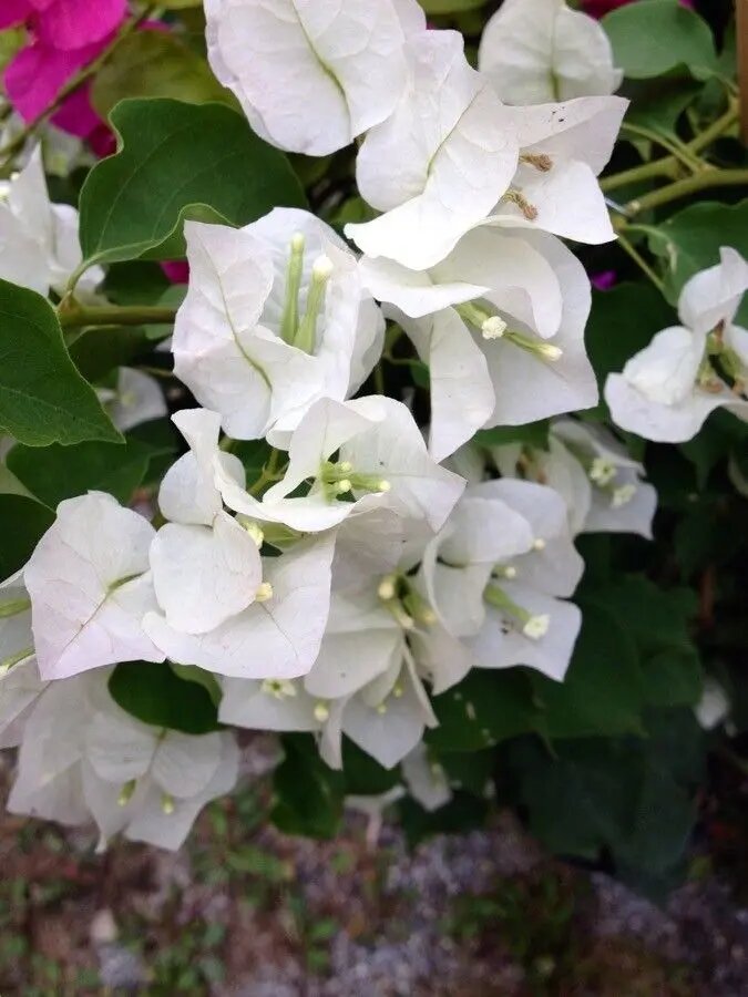 White Bougainvillea Spectabilis Flower Seeds – Heirloom, Non-GMO, High Germination, Organic Seeds