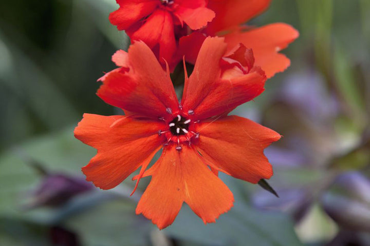 Orange Lychnis Flower Seeds – Heirloom, Non-GMO, High Germination Seeds