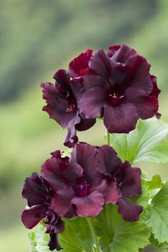 Brown Pelargonium Flower Seeds – Heirloom, Non-GMO, High Germination Organic Garden Seeds for Planting