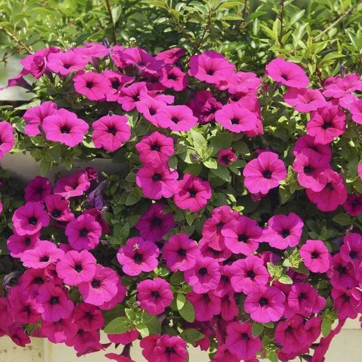 Semillas de petunia colgante rosa oscuro – Cimarrón, no transgénico, semillas de alta germinación