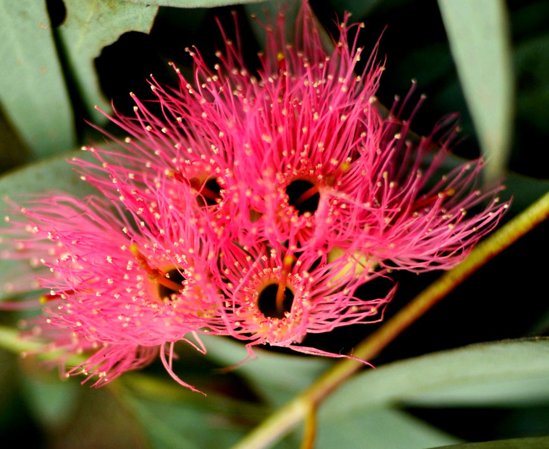Pink Eucalyptus herb seeds