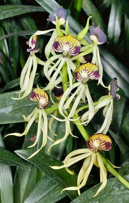 White Clamshell Orchid Flower Seeds – Heirloom, Non-GMO, High Germination Organic Seeds