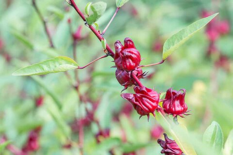 Dunkelrote Roselle-Pflanzensamen – Alte Sorte, gentechnikfrei, keimfreudige Samen