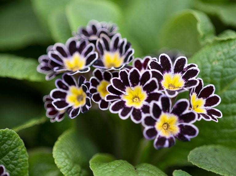 Black Primrose Flower Seeds for Planting – Heirloom Non-GMO Organic Garden Seeds