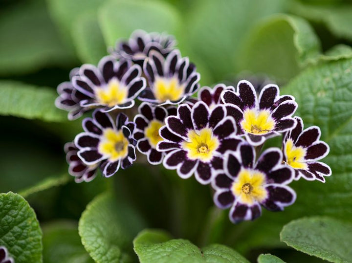 Black Primrose Flower Seeds for Planting – Heirloom Non-GMO Organic Garden Seeds