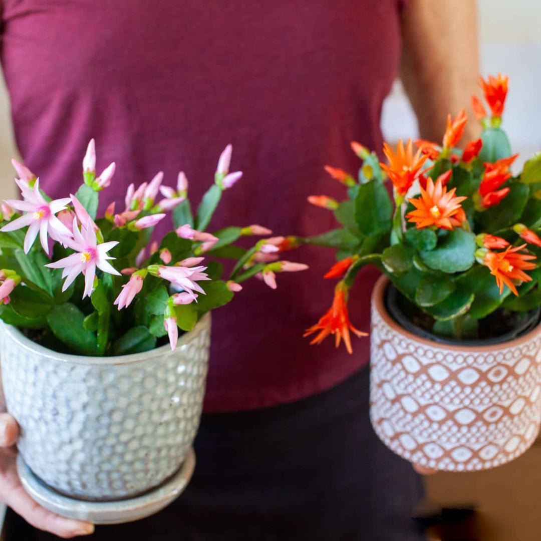 Mixed Rhipsalidopsis Flower Seeds – Heirloom, Non-GMO, High Germination Seeds