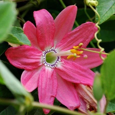 Pinke Passiflora Mollissima Blumensamen – Alte Sorte, gentechnikfrei, hohe Keimrate, Bio-Gartensamen zum Pflanzen