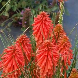Kniphofia Flowers Seeds Red – Heirloom, Non-GMO, High Germination Seeds