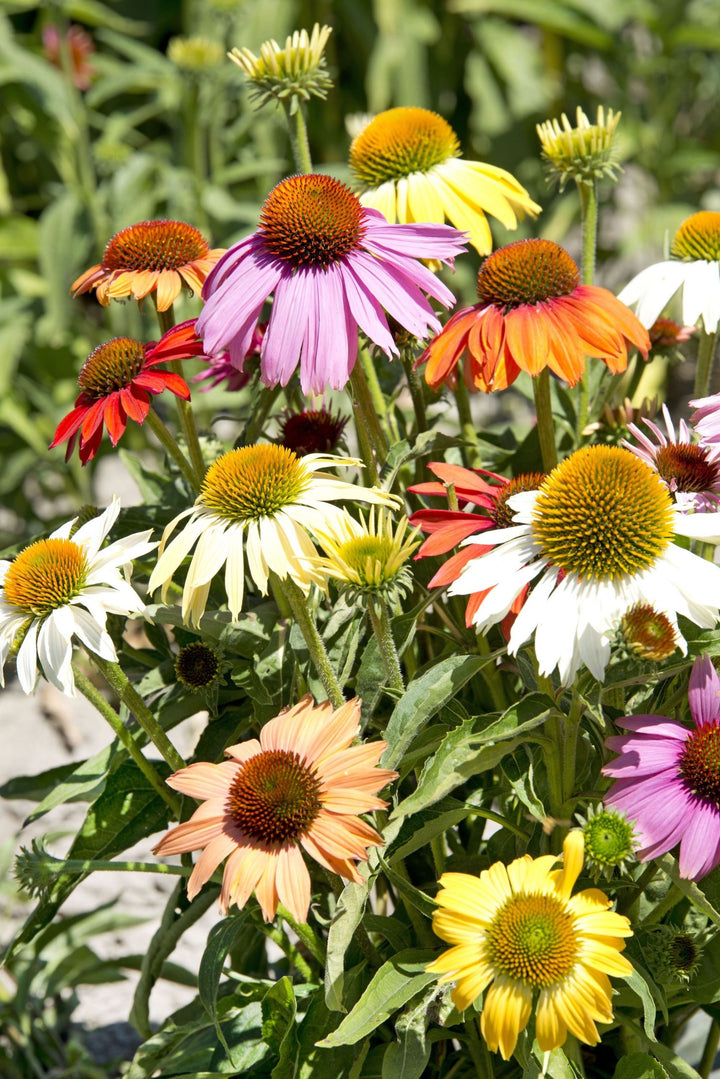 Mixed Echinacea Flower Seeds – Heirloom, Non-GMO, High Germination Seeds