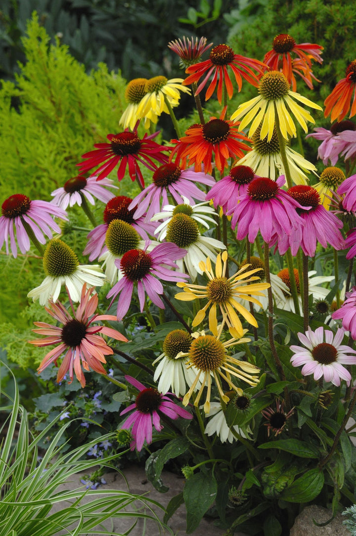Echinacea Flower Seeds Mixed – Heirloom, Non-GMO, High Germination Seeds