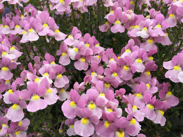 Pink Nemesia Flower Seeds – Heirloom, Non-GMO, High Germination Seeds
