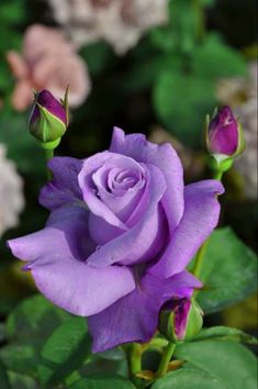 Giant Blooming Lavender Rose Flower Seeds – Heirloom Non-GMO Seeds
