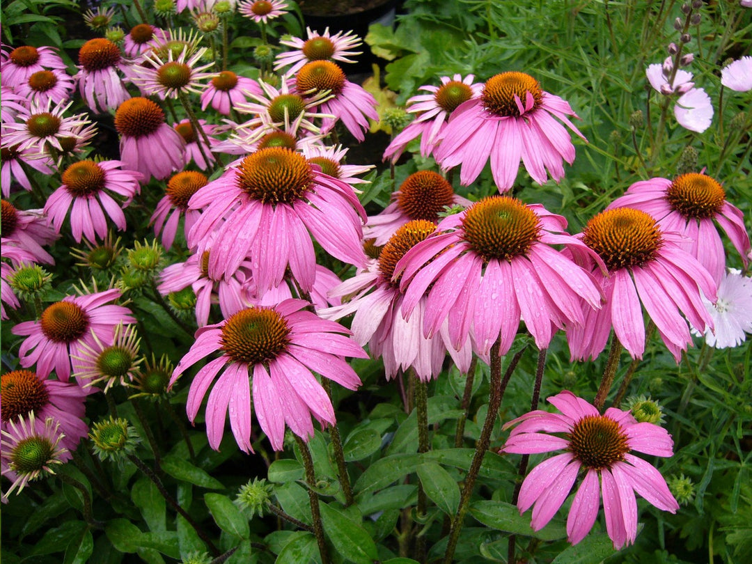 Echinacea Flower Seeds Pink – Heirloom, Non-GMO, High Germination Seeds