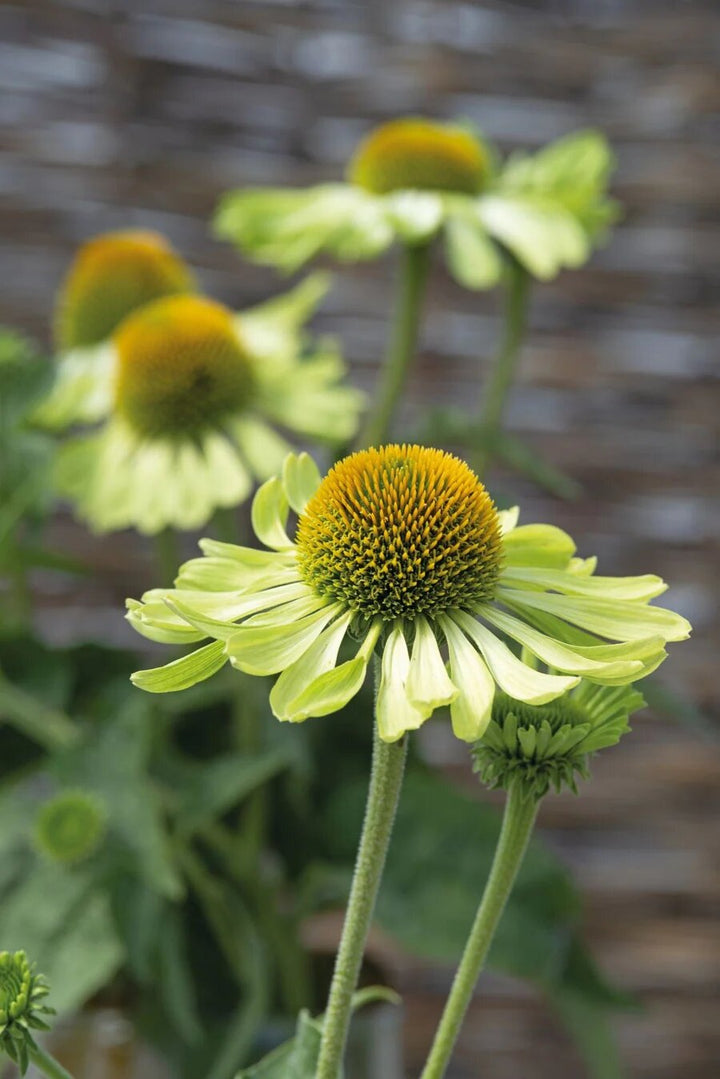 Echinacea Flower Seeds Green – Heirloom Non-GMO High Germination Seeds