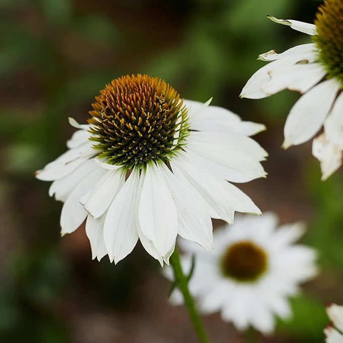 white echinacea flower seeds