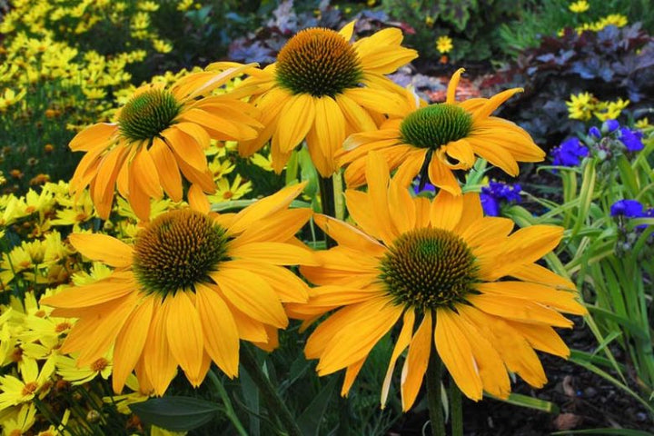 Leilani Coneflower Echinacea Purpurea flower seeds for planting, heirloom non-GMO garden seeds growing vibrant pink blooms at home