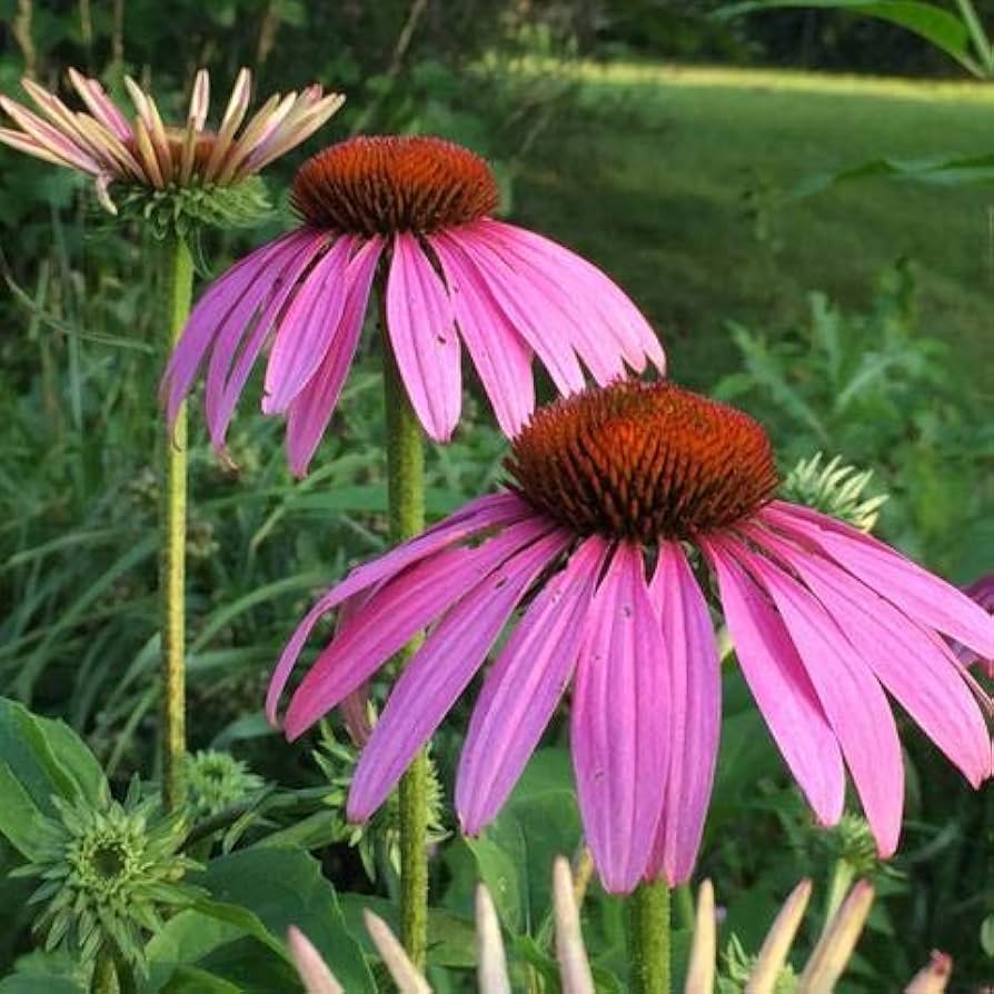 echinacea purpurea flower seeds