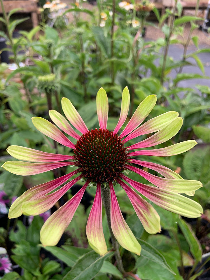 Echinacea Flower Seeds Pink Green – Heirloom Non-GMO High Germination Seeds