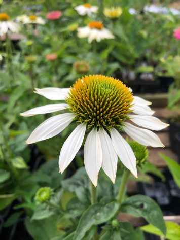 White Echinacea Flower Seeds – Heirloom, Non-GMO, High Germination Seeds for Planting
