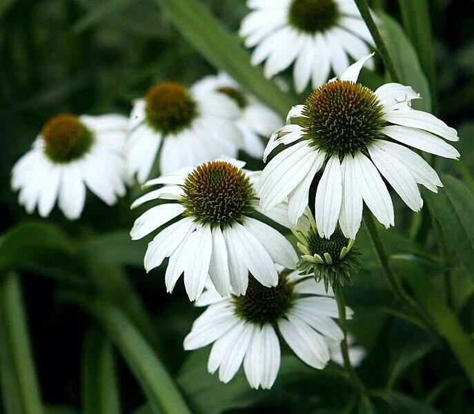 Cone Flower Seeds White for Planting – Heirloom Non-GMO High Germination Seeds