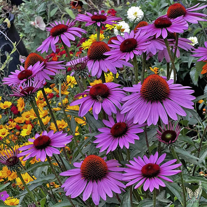 Purple Echinacea Flower Seeds – Heirloom, Non-GMO, High Germination Seeds