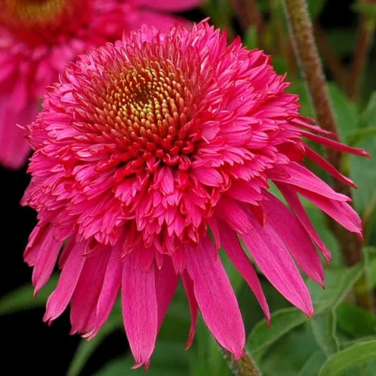 Echinacea Secret Affair Chrysanthemum Echinacea Purpurea flower seeds for planting, heirloom non-GMO garden seeds for home gardens