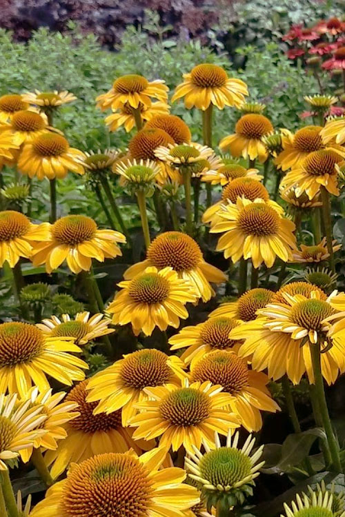 Echinacea Flower Seeds Yellow – Heirloom, Non-GMO, High Germination Seeds