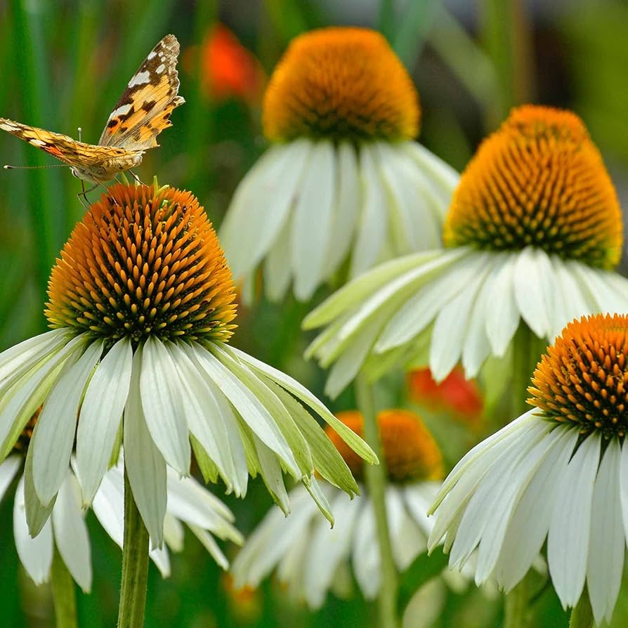 white echinacea flower seeds