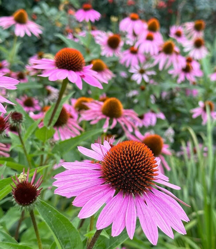 Pinke Echinacea-Blumensamen – Alte Sorte, gentechnikfrei, keimfreudige Samen zum Pflanzen
