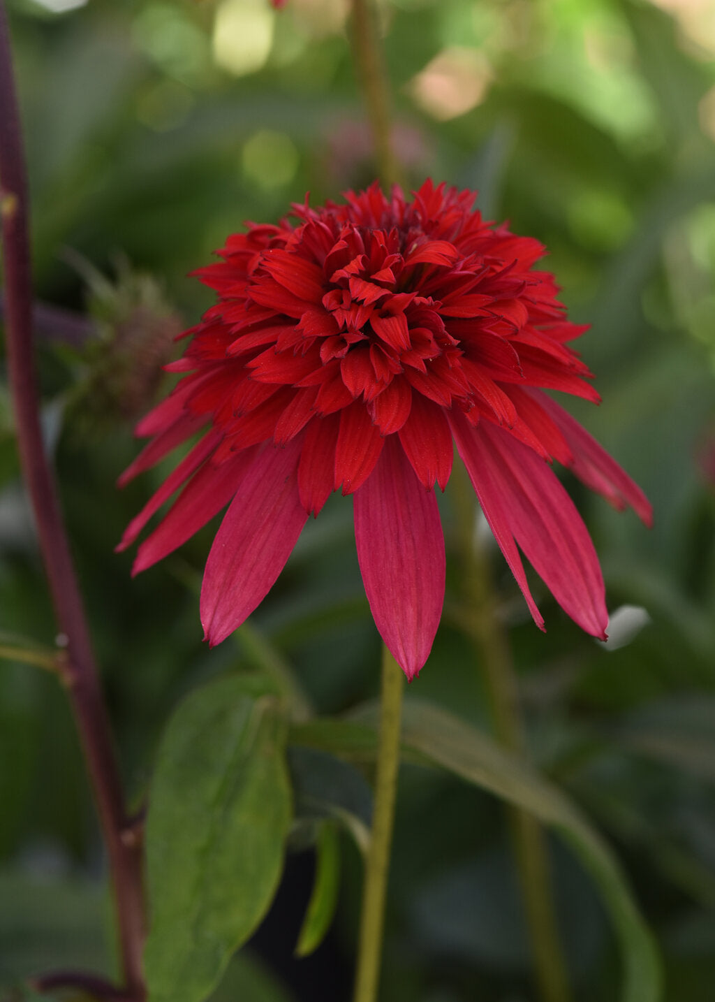 Red Double Echinacea Flower Seeds – Heirloom Non-GMO High Germination Organic Seeds