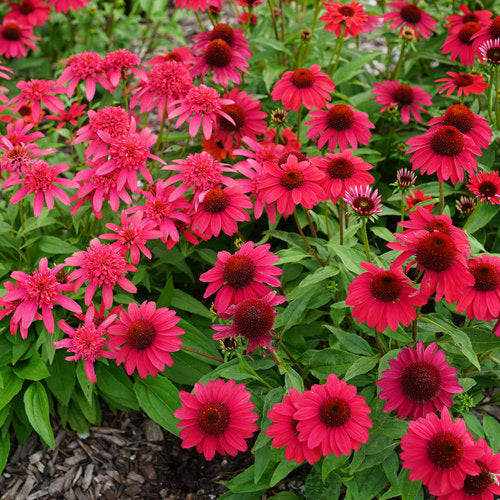 Deep Red Cone Flower Seeds for Planting – Heirloom, Non-GMO, High Germination Organic Garden Seeds