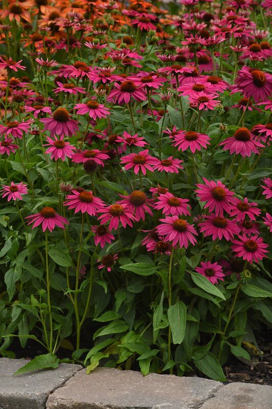 Maroon Echinacea Flower Seeds – Heirloom, Non-GMO, High Germination Seeds