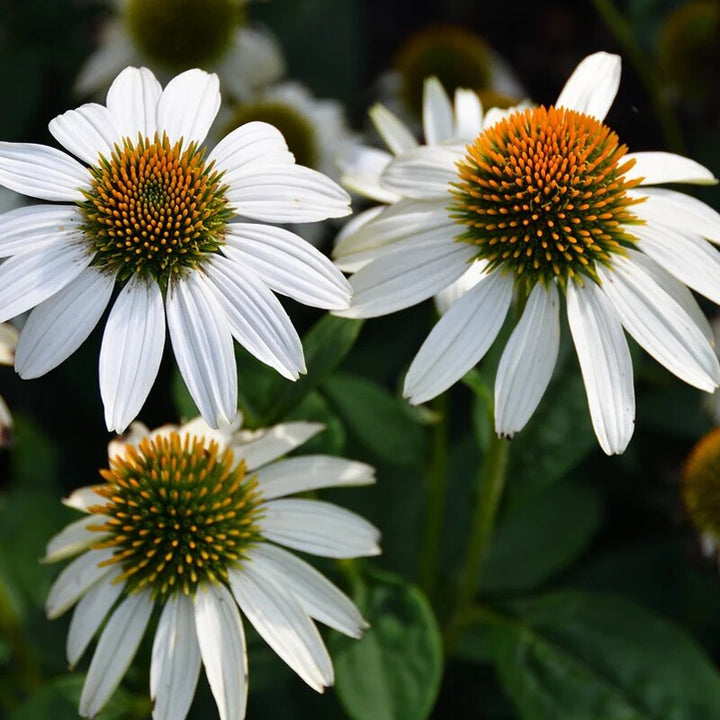 Cone Flower Seeds White for Planting – Heirloom Non-GMO High Germination Seeds