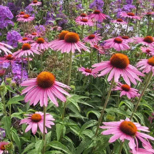 Perennial Pink Echinacea Flower Seeds – Heirloom, Non-GMO, High Germination