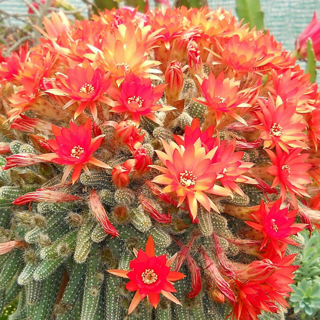 Semillas de flores de Chamaecereus rojo – Semillas reliquia no transgénicas de alta germinación