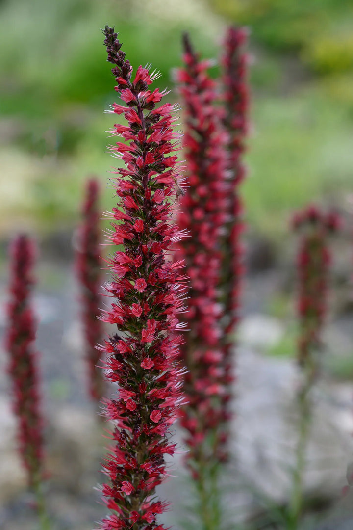 Echium Flower Seeds – Heirloom Non-GMO High Germination Seeds