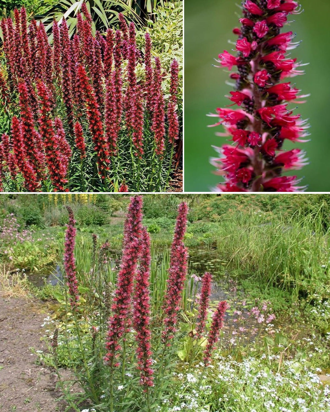 Echium Flower Seeds – Heirloom Non-GMO High Germination Seeds