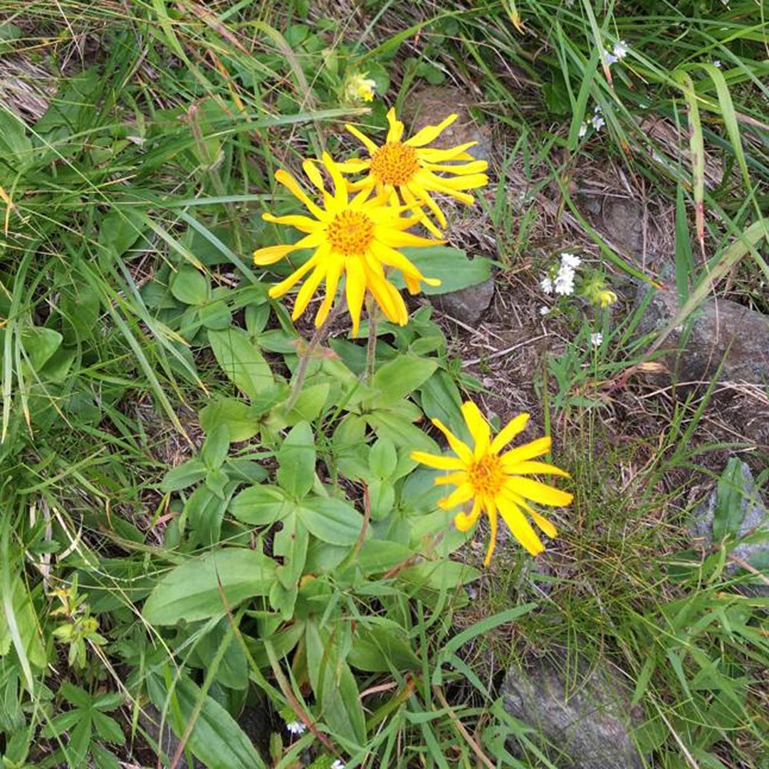 Herbal Arnica herb seeds