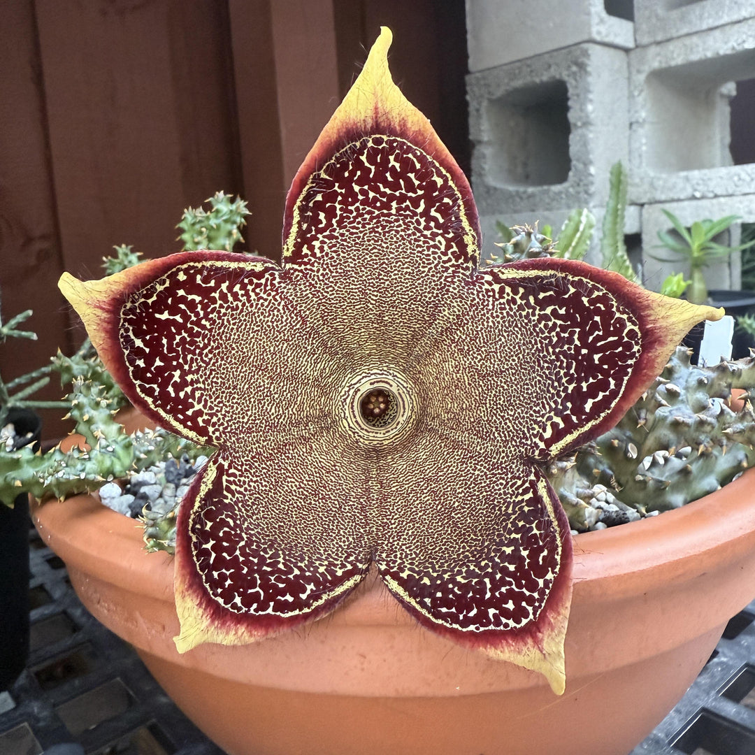 Edithcolea Grandis Flower Seeds for Planting – Heirloom Non-GMO High Germination Seeds