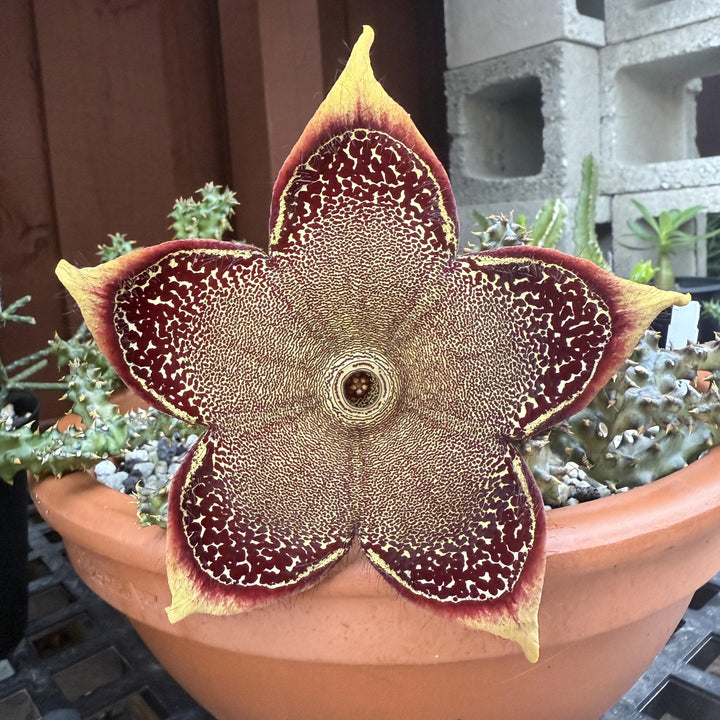 Edithcolea Grandis Flower Seeds for Planting – Heirloom Non-GMO High Germination Seeds