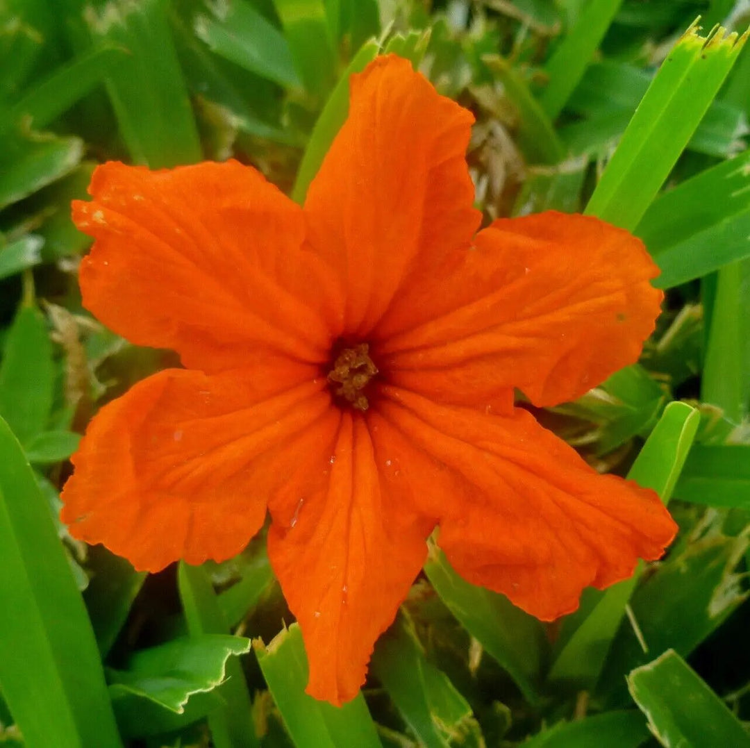 Orange Cordia Sebestena Flower Seeds – Heirloom, Non-GMO, High Germination Seeds