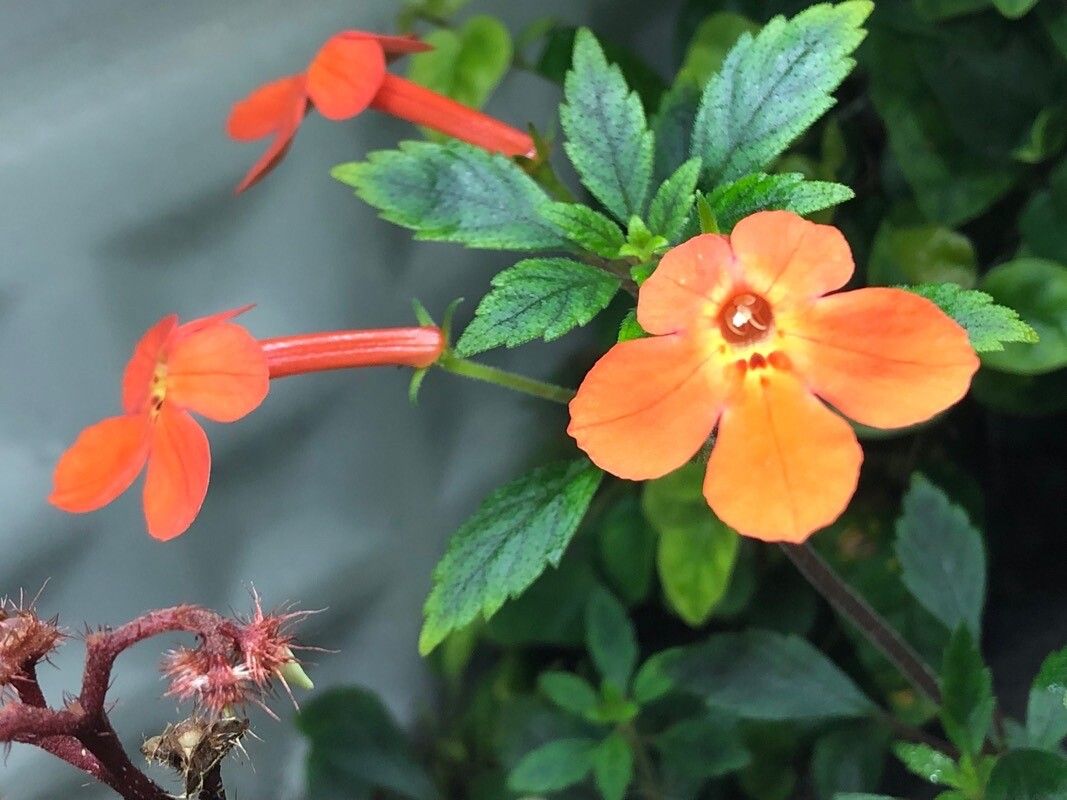 Orange Achimenes Flower Seeds – Heirloom, Non-GMO, High Germination Seeds