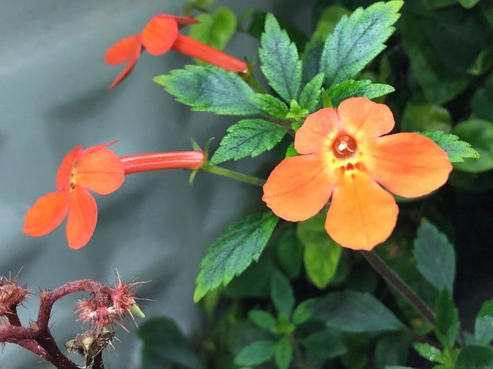 Orange Achimenes Flower Seeds – Heirloom, Non-GMO, High Germination Seeds