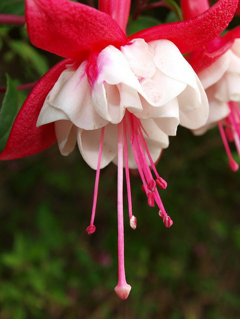 White Red Fuchsia Flower Seeds – Heirloom, Non-GMO, High Germination Seeds