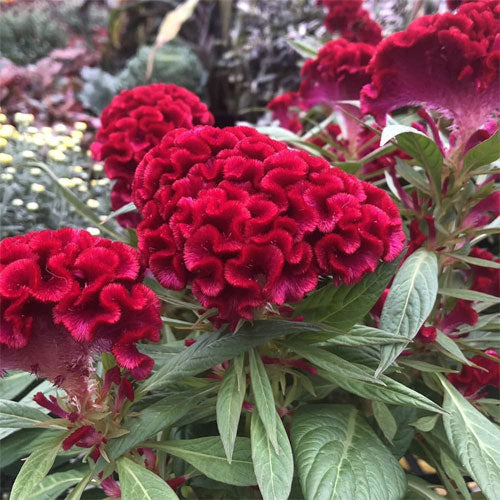 Red Cockscomb Flower Seeds for Planting – Heirloom Non-GMO High Germination Seeds