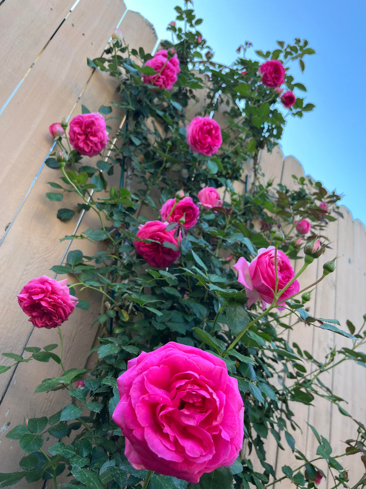 Dark Pink Climbing Rose Flower Seeds – Heirloom Non-GMO Organic Garden Seeds