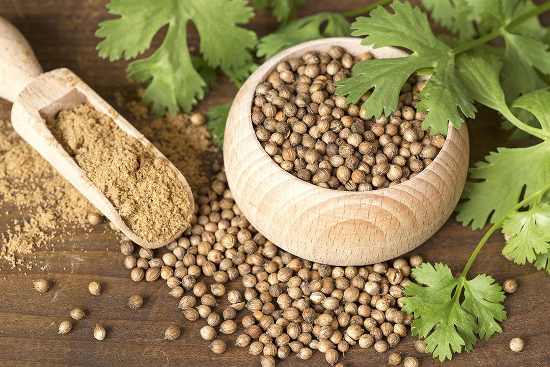 Green Coriander herb seeds