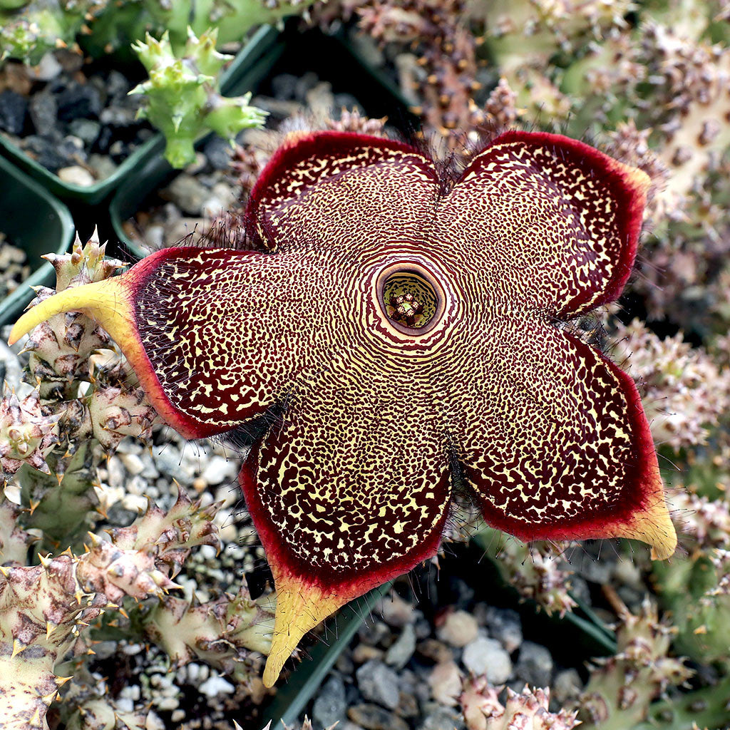Brown Edithcolea Grandis Flower Seeds – Heirloom, Non-GMO, High Germination, Organic Garden Seeds