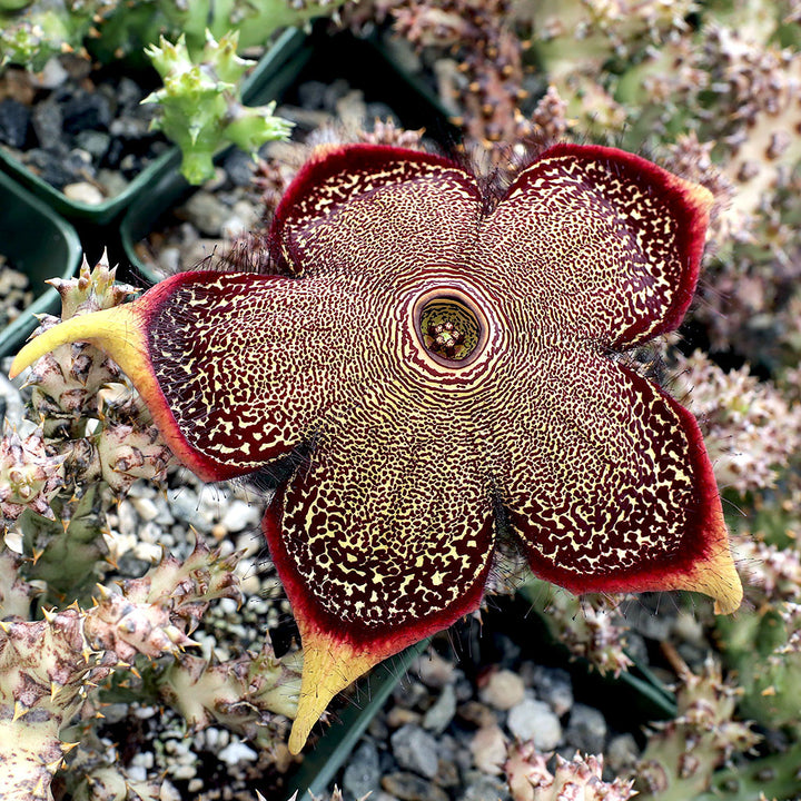 Brown Edithcolea Grandis Flower Seeds – Heirloom, Non-GMO, High Germination, Organic Garden Seeds