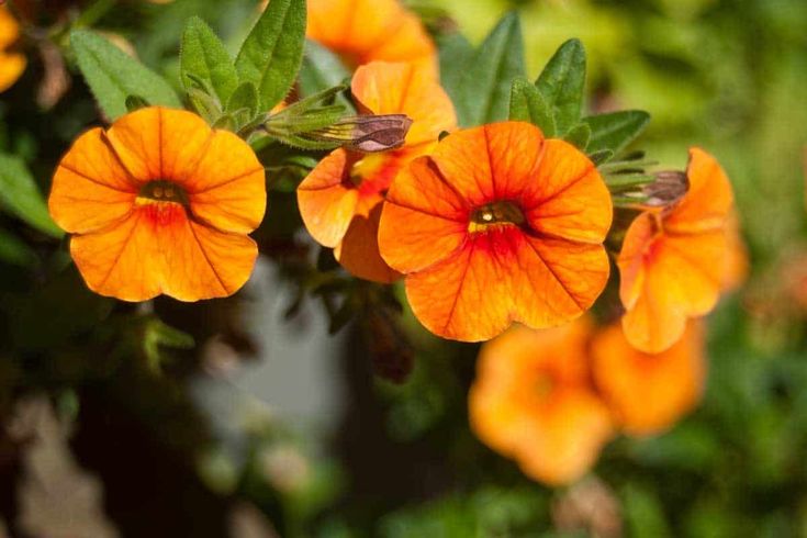 Semillas de flores de petunia naranja – Semillas de jardín orgánicas, reliquia, sin OMG, de alta germinación para plantar